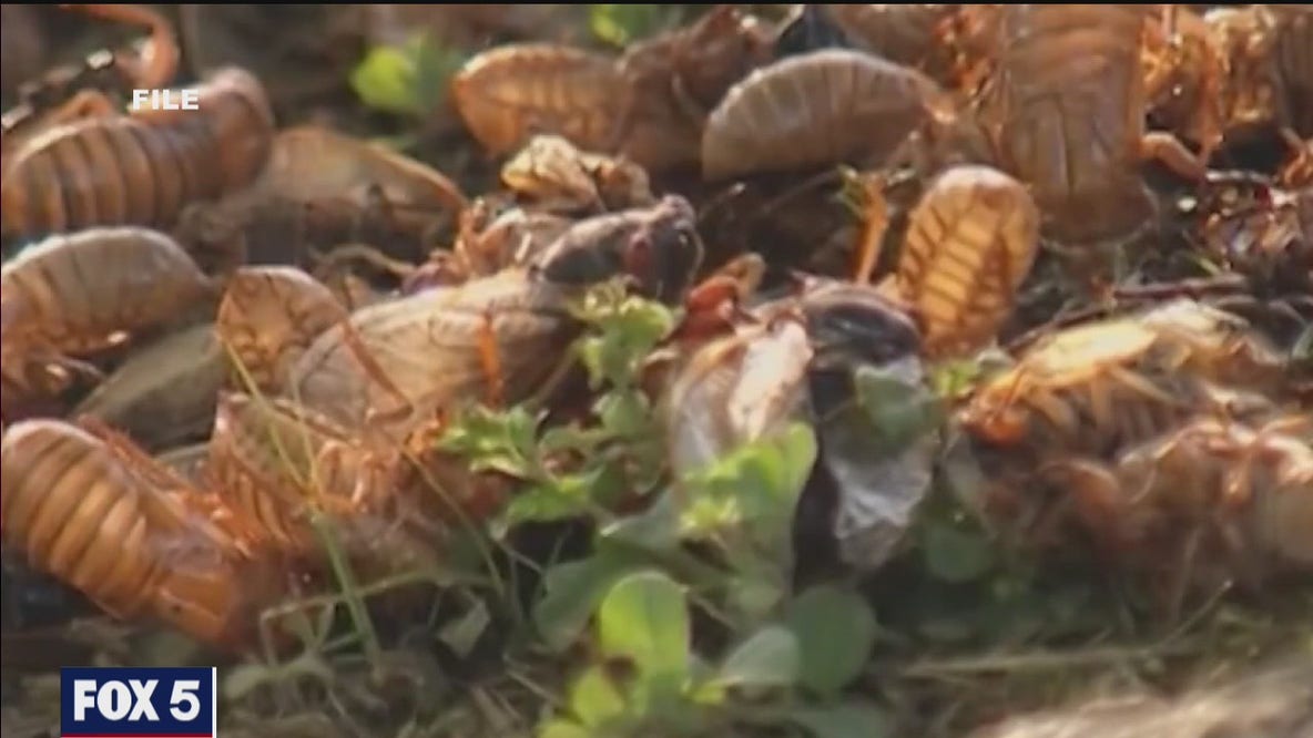 Cicadas 2021: Brood X to emerge after 17 years